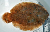 Achirus Lineatus Zoetwaterschol